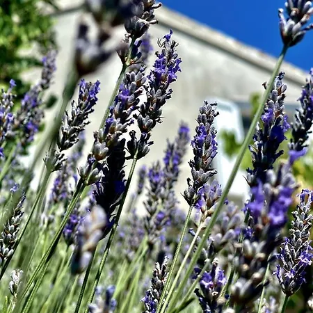 Robinson House Leticia Feriehus