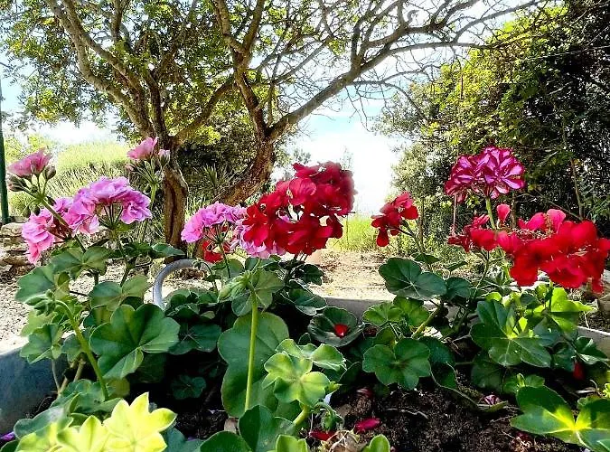 Robinson House Leticia