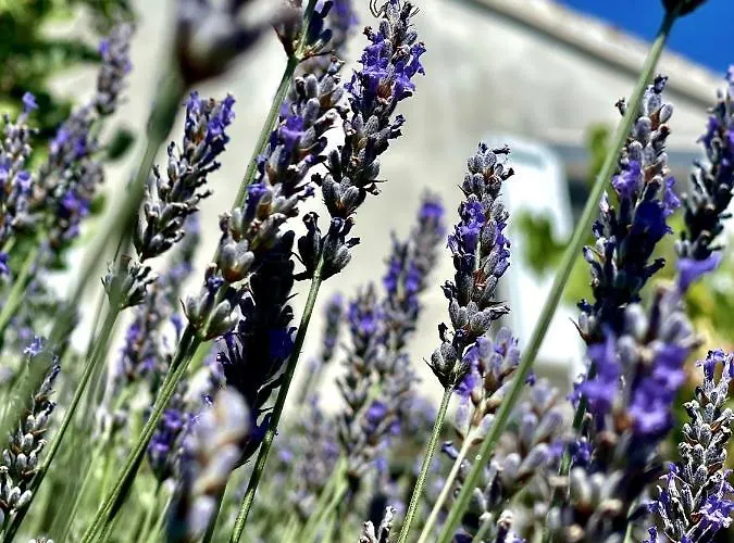 Robinson House Leticia Casa vacanze